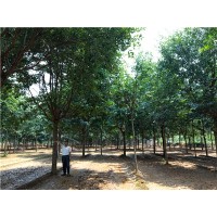 千亩精品流苏培育基地专供3-25公分，杆高2-3米流苏树