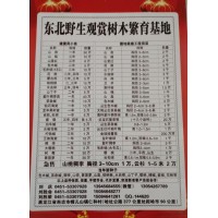 供应1-3年山杏苗50万株、3年山梨苗10株，东北野生观赏树
