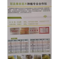 冠县景泉苗木供应10-15公分精品法桐12000棵