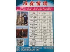 浩鑫苗圃供应东北两年生15-60公分高九角枫苗2万棵图1