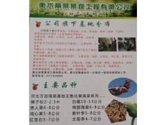 衡水丽景景观主售绚丽海棠、红宝石海棠、北美海棠系列图1