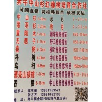 苗圃直销2-28公分中山杉、水杉、落羽杉、池杉树