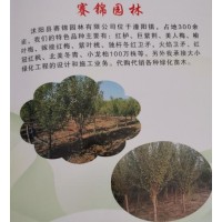 沭阳县赛锦园林供应各种规格红栌树，江苏红栌