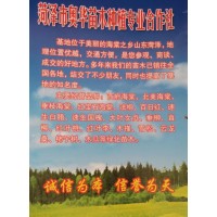 菏泽奥华苗木供应西府海棠、北美海棠、垂枝海棠、红宝石海棠