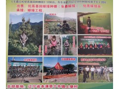 王鑫针叶树嫁接繁育示范基地专业嫁接红松、樟子松图1