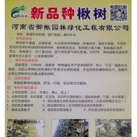 河南御楸园林供应新一代楸树品种，每年长4公分