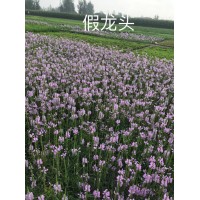 假龙头钵苗