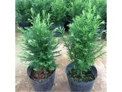 东北红豆杉 红豆杉小苗 红豆杉苗 红豆杉基地 红豆杉小苗批发图1