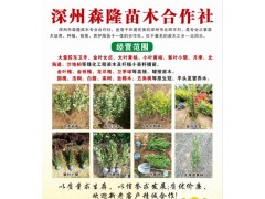 深州胶东卫矛苗，供应胶东卫矛小苗大量、胶东卫矛多种规格苗图1