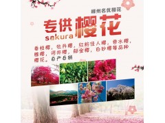 嵊州名优樱花园，浙江垂枝樱花，大量10-18公分垂枝樱花树图1