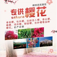 嵊州名优樱花园，浙江垂枝樱花，大量10-18公分垂枝樱花树