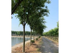 栾树 13公分栾树 栾树价格 栾树苗圃基地直发 遵化彩叶农林图1