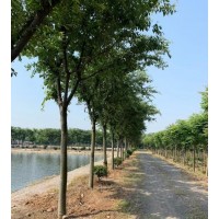 栾树 13公分栾树 栾树价格 栾树苗圃基地直发 遵化彩叶农林