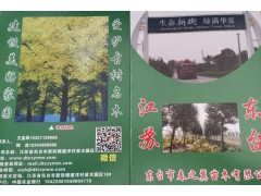江苏东台大叶女贞基地，大叶女贞大量供应 东台大叶女贞价格图1