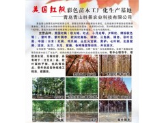美国红枫2-3年苗、美国红枫扦插苗、美国红枫秋火焰工程树图1