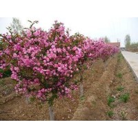 垂丝海棠工程苗大量供应 青州垂丝海棠树价格 先科花卉苗木
