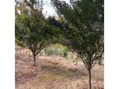 供应鸡爪槭 10公分鸡爪槭价格 江苏鸡爪槭价格 江苏三叶园林图1