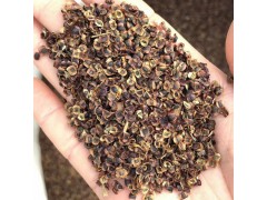 金鸡菊种子 多年生宿根花卉种子 内蒙鑫种源金鸡菊花草种子图1
