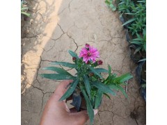 荷兰菊小苗图1