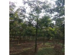 8-12公分北栾供应 保定8-12公分北栾培育种植基地图1