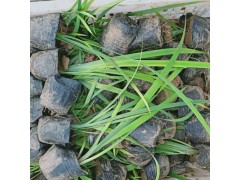 山东花菖蒲种植基地_玉蝉花营养袋苗_花菖蒲批发价图1