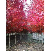 1-20公分美国红枫数量5万棵大量供应，邳州亚森红枫基地