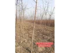 低价处理3公分金叶复叶槭7-10元，大量供应金叶复叶槭小苗图1