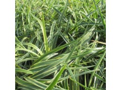 襄阳麦冬草 麦冬草批发 种植基地选金土地麦冬草性价比高图1