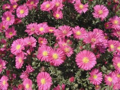 地被菊