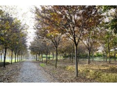 三叶园林专供3-20公分榉树 大量榉树现货低价 专业榉树基地图1