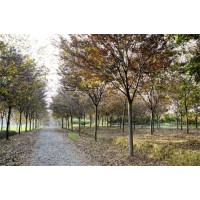 三叶园林专供3-20公分榉树 大量榉树现货低价 专业榉树基地