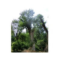 大皂角树