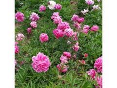 芍药价格|山东观赏牡丹|观赏芍药价格|牡丹种植基地 捷牡丹图1