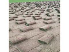 果岭草 现货批发果岭草 庭院美化果岭草 游乐场用果岭草图1