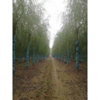 12-18公分嫁接垂柳低至180元每棵 济宁裕丰园林 柳树