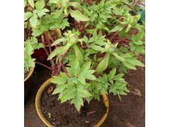 催花牡丹 国捷牡丹出售春节开花鲜花牡丹 盆栽牡丹价格图1