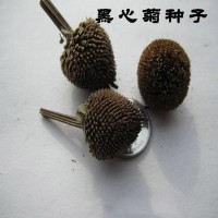 内蒙古鑫种源种业黑心菊种子 花卉种子价格 黑心菊种子批发