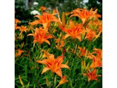 大花萱草 黄花萱草 红花萱草 金娃娃萱草 萱草基地 萱草小苗图1