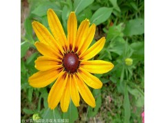 黑心菊价格 黑龙江黑心菊杯苗 成活率高 凯盛宿根花卉大型苗圃图1