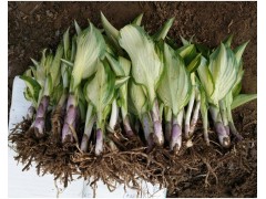 大量供应玉簪 玉簪苗 青叶玉簪 俽源花卉花叶玉簪 白萼绿化苗图1