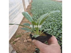吊钟柳钵苗图1