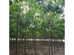 楸树基地直销,7公分楸树,向杰农业楸树,周口楸树批发价格图1