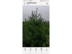 华山松 烟台三春园林绿化工程有限公司图2