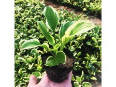 玉簪 精品玉簪 玉簪厂家直销 玉簪种植基地 鞍山玉簪基地图1