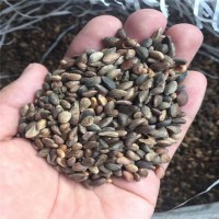 新货供应油松种子 今年新油松种子 树籽发芽率高 河北油松种子