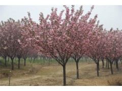 樱花 樱花树苗 基地现货供应优质樱花-三叶园林 精品樱花树图1