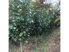 茶花 茶花树 山茶花苗 茶花小苗 茶花树价格 嵊州茶花基地图1