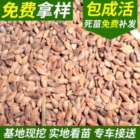 云杉种子