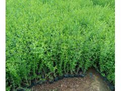 青州水蜡小苗-金叶水蜡-水蜡球-海大园林水蜡-水蜡营养杯苗图1
