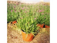 楼盘绿化 基地直销 花海用花 欧石竹杯苗 俽源花卉欧石竹钵苗图1